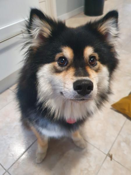 Photo de Reglisse