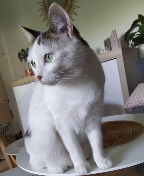 Photo de Choupa