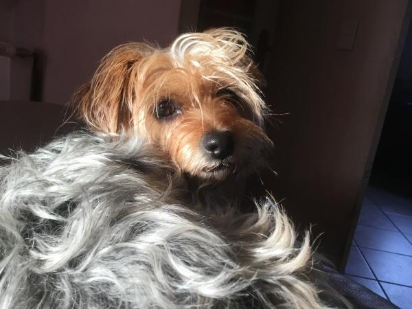 Photo de Patate