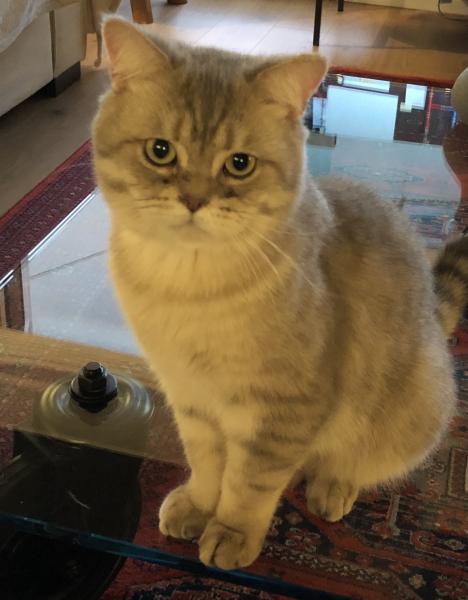 Photo de Mishka