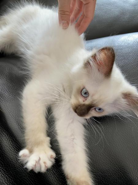 Syla