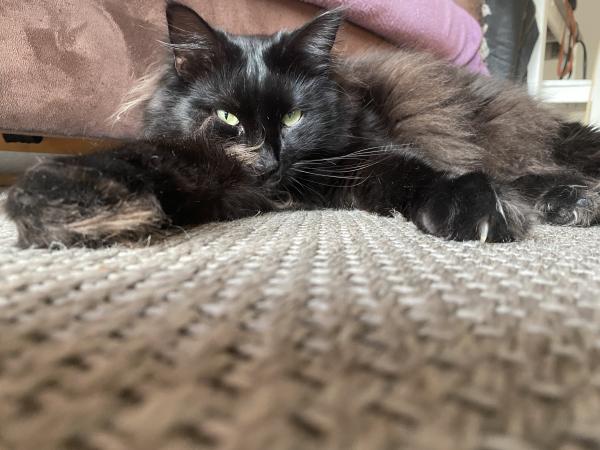 Bagheera