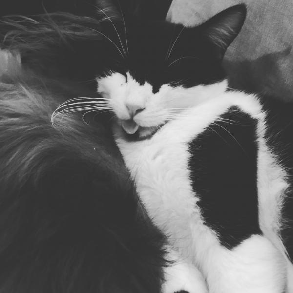 Photo de Kali