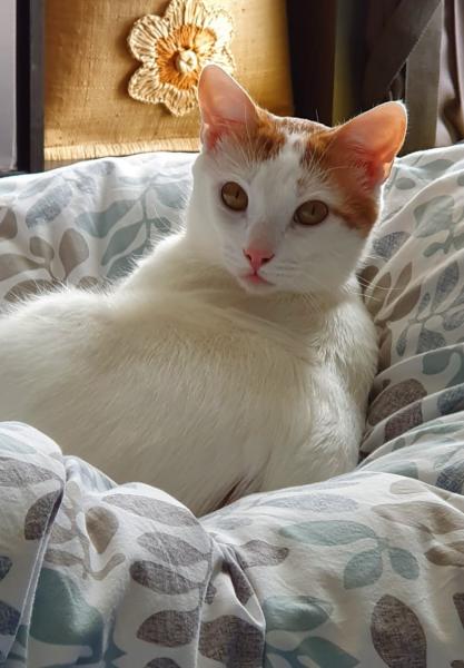 Photo de Snow