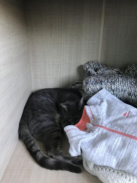 Photo de Simba