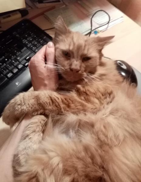 Photo de Tigrou