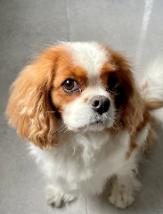 Photo de Lola