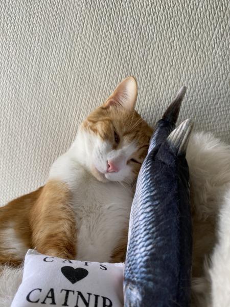 Photo de Tofu