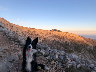 Photo de Moki
