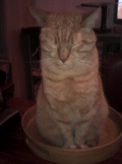 Photo de ROXY
