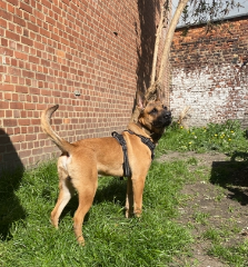 Photo de Koda