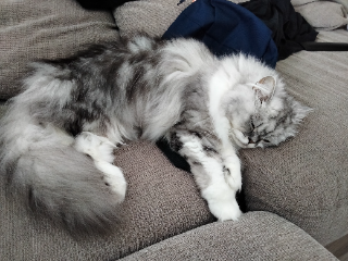 Nala