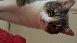 Casper
