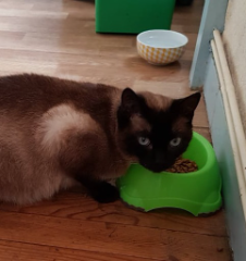 Photo de Gribouille