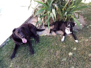Photo de mojito