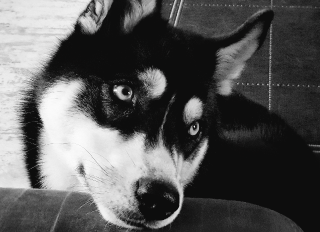 Photo de Raptor