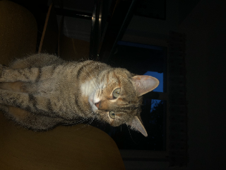 Photo de NOISETTE