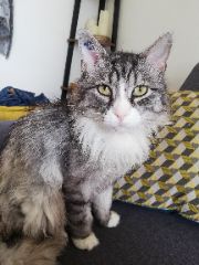 Photo de Choky