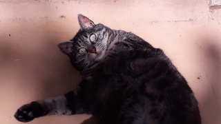 Princesse