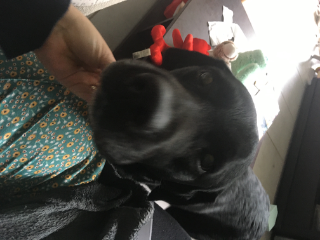 Gao