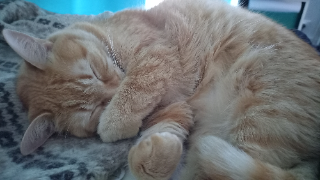 Photo de Nahla