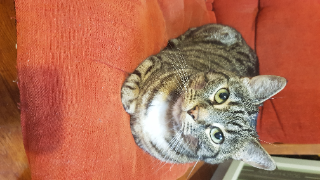 Merlin