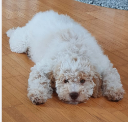Photo de Benji