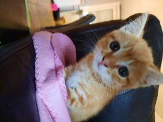 SIMBA