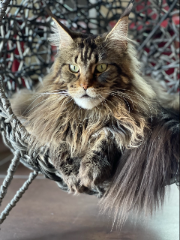 Photo de ODIN
