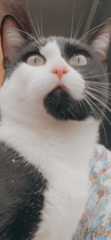 Poushy