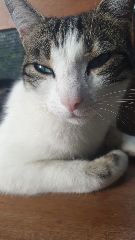 ORA
