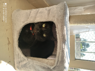 Photo de Sansa