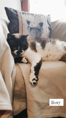 Roxy