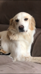 Rosco
