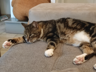 Photo de Chatounet