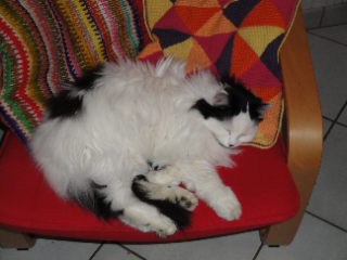 Plume
