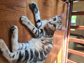 Léo