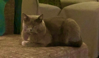 Photo de Filou
