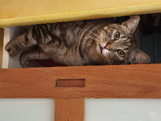 Photo de TIGROU