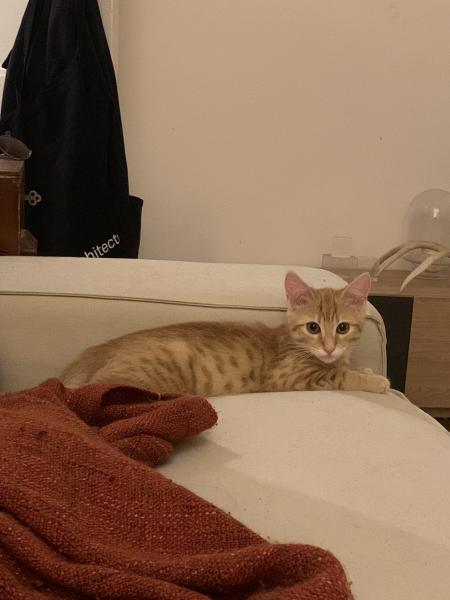 Photo de Miaou