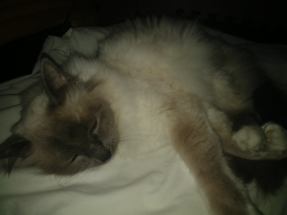 Filou