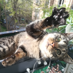 Photo de Tigrou