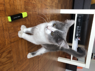 Photo de Yuki