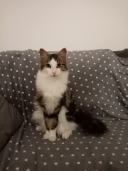 Photo de TITI