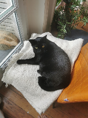 Jiji
