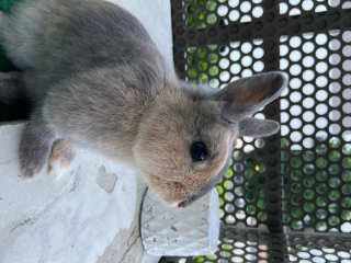 Photo de Cannelle