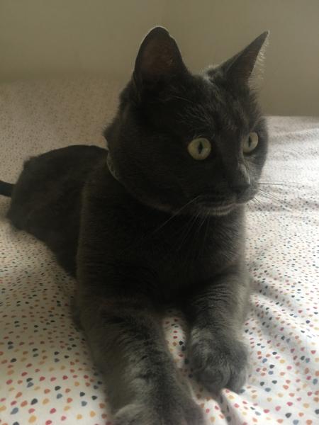 LOLA