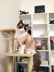 Ori