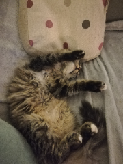 Photo de BELLA