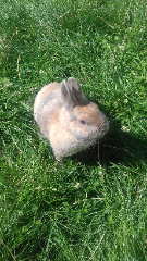 Photo de Babouche